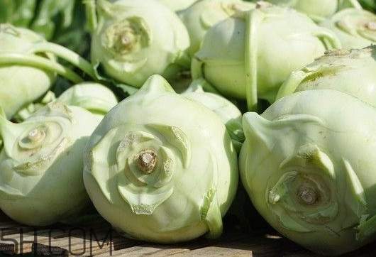 大頭菜是發(fā)物嗎？大頭菜是卷心菜嗎