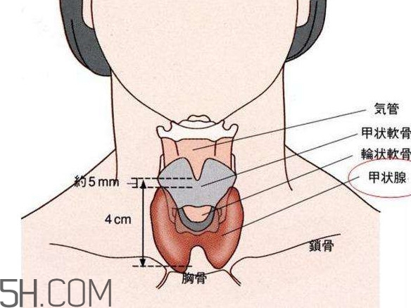 甲狀腺結(jié)節(jié)掛什么科？甲狀腺結(jié)節(jié)可以懷孕嗎