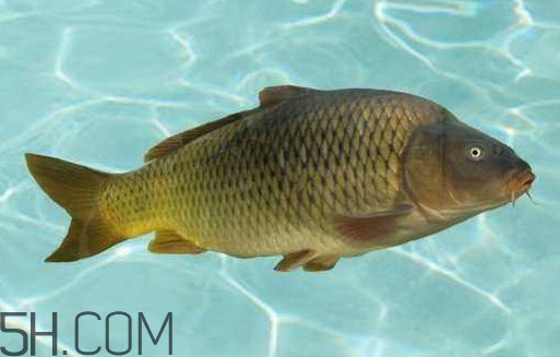 野生黃河鯉魚多少錢一斤？黃河鯉魚有幾根須