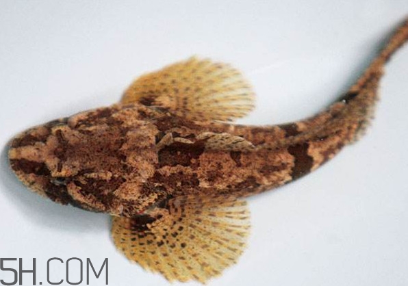 松江鱸魚(yú)產(chǎn)地在松江嗎？松江鱸魚(yú)是保護(hù)動(dòng)物嗎