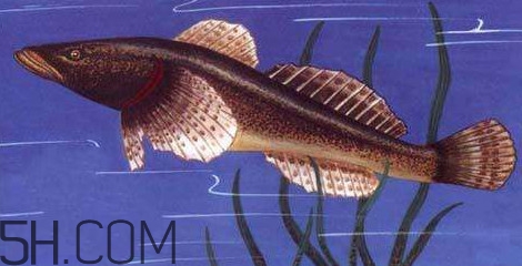 松江鱸魚多少錢一斤？松江鱸魚的松江在哪里