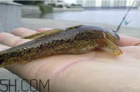 松江鱸魚能長(zhǎng)多大？塘鱧魚和松江鱸魚有什么區(qū)別