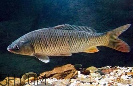 黃河鯉魚主要吃什么？黃河鯉魚和普通鯉魚的區(qū)別