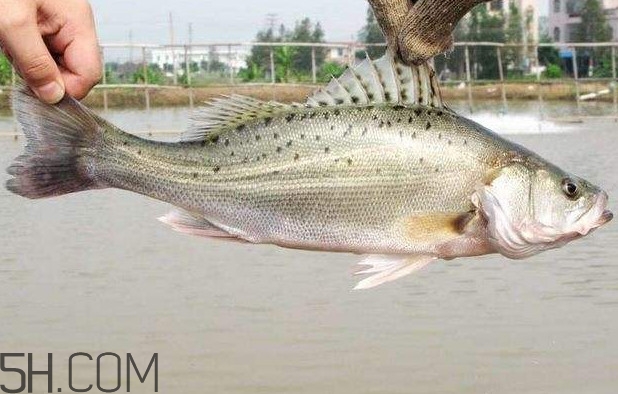 鱸魚(yú)有什么功效？鱸魚(yú)怎么養(yǎng)才不愛(ài)死