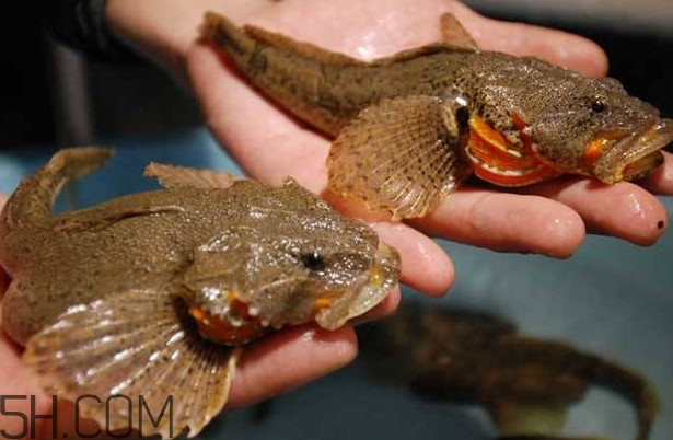 松江鱸魚多少錢一斤？松江鱸魚的松江在哪里