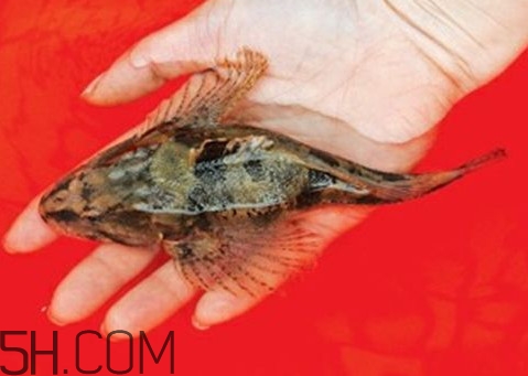 松江鱸魚(yú)怎么做？松江鱸魚(yú)養(yǎng)殖技術(shù)