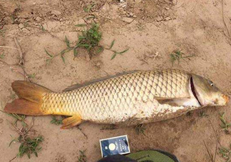 黃河鯉魚(yú)主要吃什么？黃河鯉魚(yú)和普通鯉魚(yú)的區(qū)別