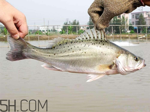 鱸魚蒸幾分鐘最好？河鱸魚和海鱸魚的區(qū)別