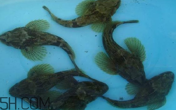 松江鱸魚(yú)怎么做？松江鱸魚(yú)養(yǎng)殖技術(shù)
