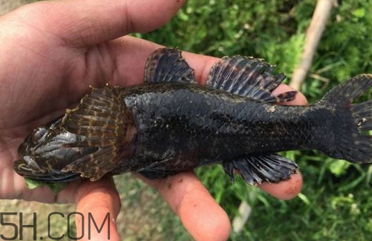 松江鱸魚能長(zhǎng)多大？塘鱧魚和松江鱸魚有什么區(qū)別