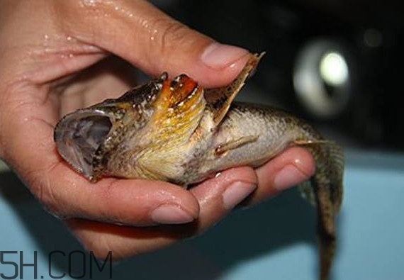 松江鱸魚(yú)產(chǎn)地在松江嗎？松江鱸魚(yú)是保護(hù)動(dòng)物嗎