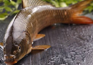 野生黃河鯉魚(yú)多少錢(qián)一斤？黃河鯉魚(yú)有幾根須
