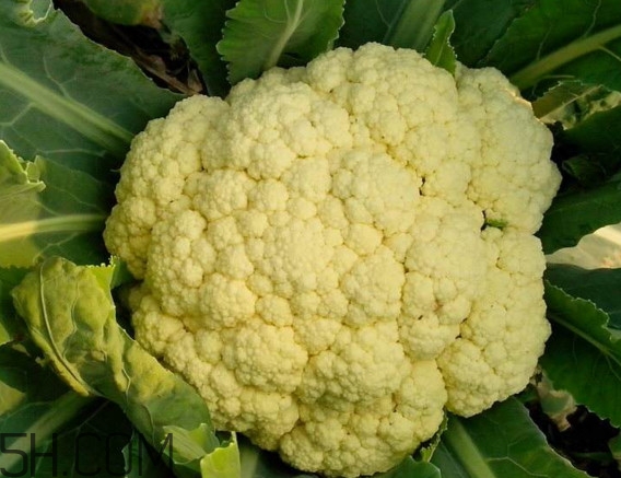 青花菜和花椰菜有什么不同？花椰菜變黃還能吃嗎