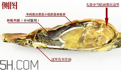 林蛙哪些部位不能吃？林蛙有什么營養(yǎng)