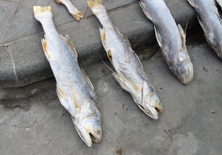 咸魚(yú)真的是一類(lèi)致癌物？咸魚(yú)怎么做好吃