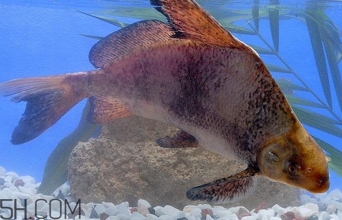 胭脂魚是什么魚？胭脂魚是保護(hù)動(dòng)物嗎
