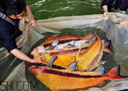 胭脂魚多少錢一斤？胭脂魚怎么做好吃