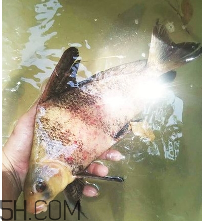 胭脂魚(yú)可以吃嗎？胭脂魚(yú)好養(yǎng)嗎
