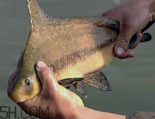 胭脂魚是冷水魚嗎？胭脂魚是熱帶魚嗎