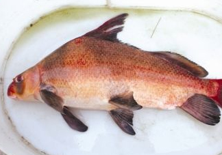 胭脂魚可以吃嗎？胭脂魚好養(yǎng)嗎