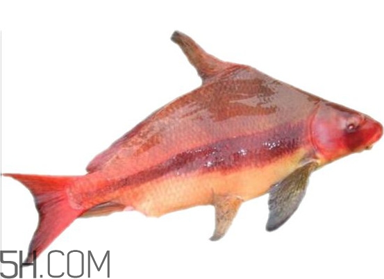 胭脂魚是什么魚？胭脂魚是保護(hù)動(dòng)物嗎