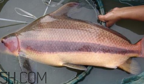 胭脂魚(yú)可以吃嗎？胭脂魚(yú)好養(yǎng)嗎