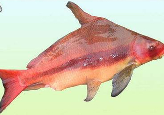 胭脂魚是什么魚？胭脂魚是保護(hù)動(dòng)物嗎
