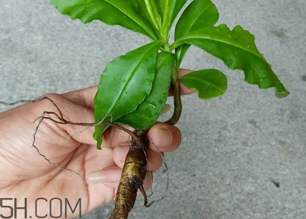 土人參怎么吃？新鮮的土人參多少錢一斤