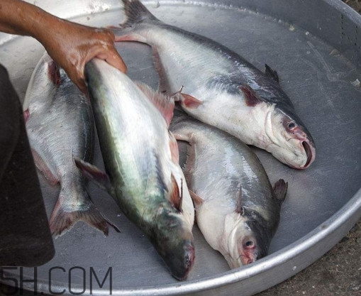 巴沙魚可以生吃嗎？巴沙魚的功效與作用