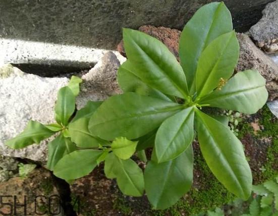 土人參有毒嗎？土人參葉子可以吃嗎？