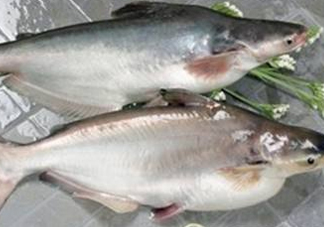 巴沙魚可以生吃嗎？巴沙魚的功效與作用