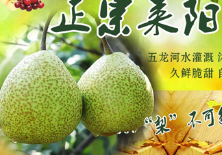 萊陽梨幾月份才會有？正宗萊陽梨哪里能買的到