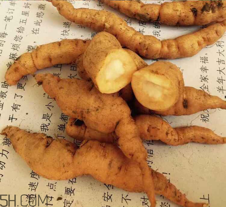 鮮地黃是什么？鮮地黃有什么功效？