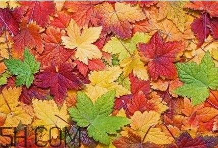 楓糖色口紅是什么顏色？楓糖色口紅試色