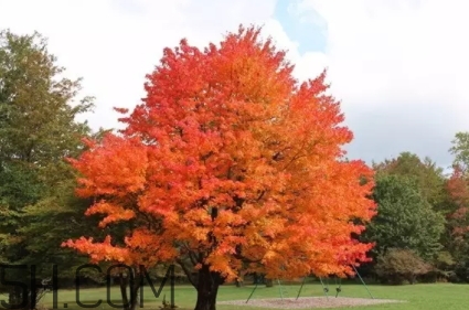 楓糖色口紅適合什么人？楓糖色口紅適合什么膚色