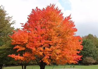 楓糖色口紅哪個(gè)牌子好？楓糖色口紅推薦