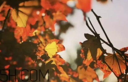 楓糖色口紅哪個(gè)牌子好？楓糖色口紅推薦