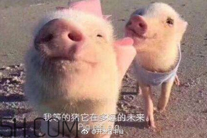 豬精女孩健康養(yǎng)生指南有哪些？豬精女孩健康養(yǎng)生指南是什么？