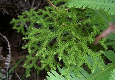 什么是伸筋草？伸筋草的功效與作用是什么？