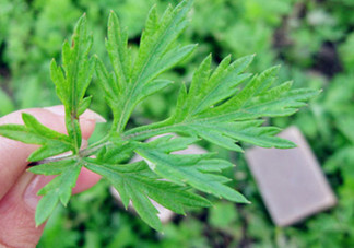 艾葉草洗澡有什么好處？怎么挑選艾葉草？