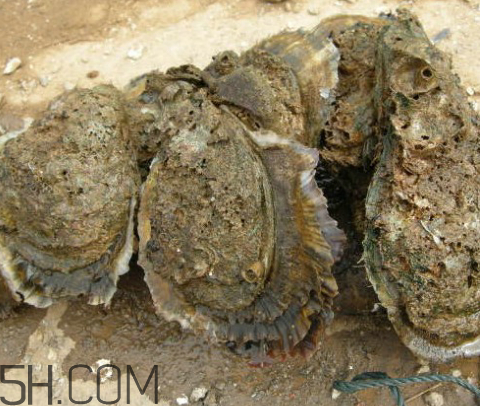 吃生蠔應(yīng)該注意哪些事項？生蠔與牡蠣的區(qū)別