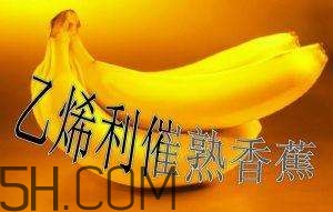 冬天可以吃葡萄嗎？冬天吃葡萄好不好？