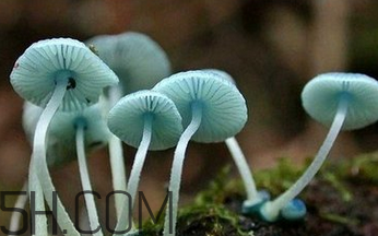 如何判斷生蠔烤熟沒有？生蠔可以和蘑菇一起吃嗎？