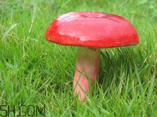 如何鑒別紅菇？紅菇的做法有哪些？