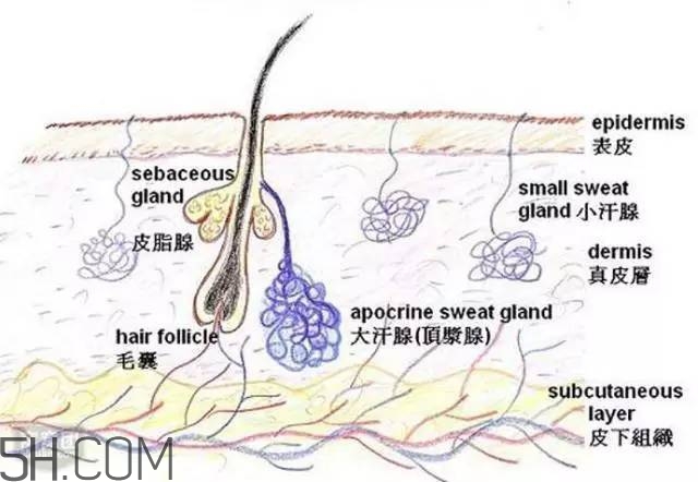 腿毛能刮嗎？腿毛能不能刮？