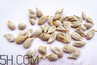 不小心吃了橘子籽怎么辦？橘子籽可以生吃嗎？