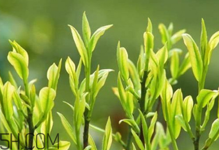 茶樹精油可以直接涂在臉上嗎？茶樹精油的功效與作用？