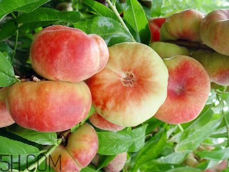 蟠桃的營(yíng)養(yǎng)價(jià)值有哪些？蟠桃的吃法有哪些？