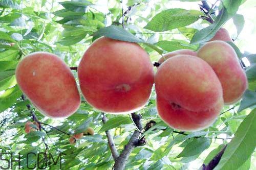 蟠桃的營(yíng)養(yǎng)價(jià)值有哪些？蟠桃的吃法有哪些？