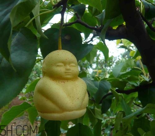 女人吃人參果有哪些好處？人參果的營養(yǎng)價值是什么？